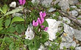Slovinsko, jezerní ráj a Julské Alpy 2023 - Slovinsko - Julské Alpy - kvetoucí brambořík