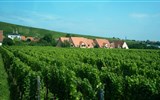 alsaská vinná stezka - Francie - Alsasko - všude kolem vinice