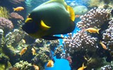 Monako - Francie - Provence - Monako, mořské akvárium