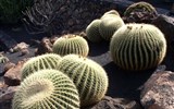 Kanárské ostrovy - Tenerife a Gran Canaria 2023 - Španělsko - Kanárské ostrovy, kaktusy zdobí suché 
vnitrozemí