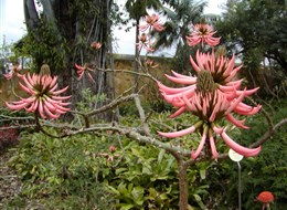 Španělsko - Kanárské ostrovy- ostrov Tenerife - botanická zahrada s četnými endemity