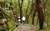 Madeira, ostrov věčného jara - Portugalsko - Madeira, levády - zavlažovací kanály jsou ideální cesty pro turistiku