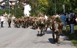 Tyrolské slavnosti shánění stád - Rakousko - shánění stád - Fulpmes