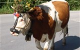 Tyrolské slavnosti shánění stád - Rakousko - shánění stád - Fulpmes, vyzdobené krávy sestupují z horských pastvin
