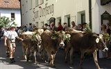 Tyrolské slavnosti shánění stád - Rakousko - shánění stád ve stubaiském údolí - Fulpmes