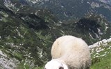 Triglavský národní park - Slovinsko - Julské Alpy - na strmých loukách se nejlépe pohybují ovce