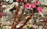 Pohodové týdny v horách s turistikou - Francie - Přímořské Alpy - Sempervivum arachnoideum (Crassulaceae), netřesk