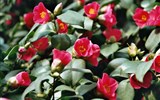 Drážďany, Míšeň, zahrady a kamélie v Pillnitz a výstava orchidejí 2023 - Německo - Pillnitz - kamélie kvete od února do dubna asi 35.000 květy