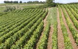 šampaňské víno - Francie - Champagne - na vinicích nejvíce pěstují odrůdy Chardonnay, Pinot Noir nebo Pinot Meunier, ta jsou základem pro výrobu šampaňského