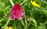 Slovinsko, jezerní ráj a Julské Alpy 2023 - Slovinsko - Julské Alpy - vzácná orchidea temnohlávek (Nigritella rubra)