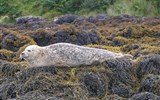Skye - Velká Británie -Skotsko - ostro Skye, jen tady lze pozorovat tuleně tak z blízka