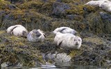 Ostrov Skye a západní Vysočina 2023 - Velká Británie -Skotsko - kolonie tuleňů na ostrově Skye