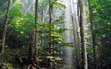 Biogradská gora - Černá Hora - národní park Biogradska gora, hluboké bukové lesy