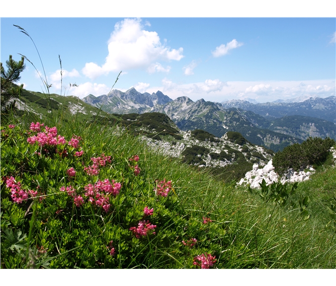 Slovinsko, hory, moře a jeskyně na jaře 2022 -  Slovinsko - Julské Alpy - pod Voglem