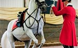 Adventní Vídeň tak trochu jinak - Rakousko - Vídeň - španělská dvorní jezdecká škola lipicánů
