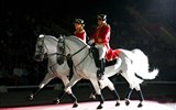 Adventní Vídeň tak trochu jinak - Vídeň - Rakousko - lipicáni, původně arabské plemeno, název po vsi Lipica  ve Slovinsku