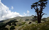 Národní park Polino - Itálie - národní park Polino, impozantní stromy borovice bělokoré má NP i ve znaku