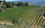 Pěšky po kraji Toskánsko a údolí UNESCO Val d'Orcia 2023 - Itálie - vinice u Montepulciana produkují proslulá vína nejvyšší kvality
