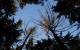 Z Třeboně do Jindřichova Hradce - Česká republika - z hlubokých lesů kolem Jindřichova Hradce se až zatočí hlava