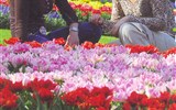 Květinové slavnosti - Holandsko - Keukenhof - milióny květů na ploše 28 ha