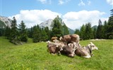 Kalkalpen, Tauplitzalm, zahrada Rakouska a Narcisový festival 2022 - Rakousko - Kalkalpen - nádherné horské pastviny si užívají i krávy.