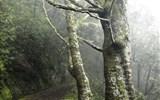 Památky UNESCO - Portugalsko - Portugalsko - Madeira - Levada Velha, vavřínové lesy na ostrově jsou od roku 1999 na seznamu památek UNESCO