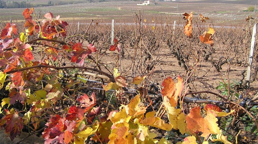 Beaujolais a Burgundsko, kláštery a slavnost vína 2024  Francie - Beaujolais - vinice Château Moulin a Vent, hlavy roubovány na amer.podnož kvůli fyloxeře (révokaz).