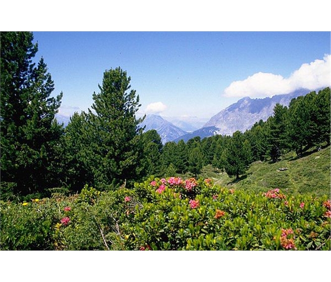 Klenot Dolomit - Stelvio Ortler - Itálie - NP Stelvio - porosty rododendronů