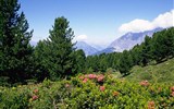 Klenot Dolomit - Stelvio Ortler - Itálie - NP Stelvio - porosty rododendronů