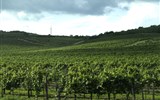 Krásy severního Maďarska - Maďarsko - okolí Tokaje, vinohrady a vinohrady, památka UNESCO od roku 2002
