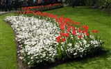 Květinové slavnosti - Holandsko - Keukenhof
