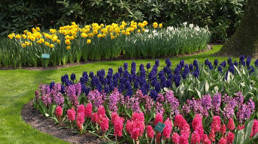 Holandsko, Velikonoce v zemi tulipánů 2024  Holandsko  - Keukenhof