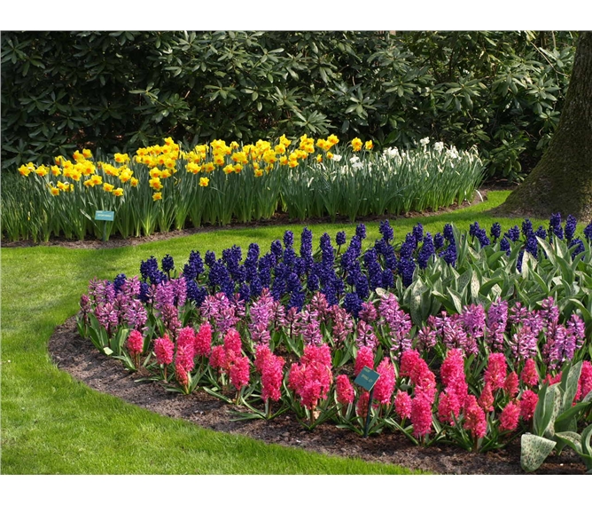Holandsko, Velikonoce v zemi tulipánů 2023 - Holandsko  - Keukenhof