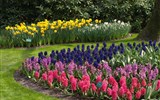 Nizozemsko - krajina větrných mlýnů, tulipánových polí a sýrů - Holandsko  - Keukenhof