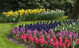 Nizozemsko - krajina větrných mlýnů, tulipánových polí a sýrů