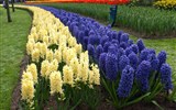 Květinové slavnosti - Holandsko - Keukenhof