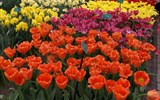 Květinové slavnosti - Holandsko - Floriáda - největší světové slavnosti květin