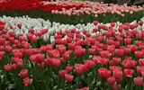 Světová výstava květin Floriade 2022 - Holandsko - Floriada 2012