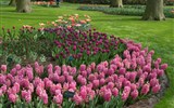 Holandsko, Velikonoce v zemi tulipánů 2023 - Holandsko - Keukenhof - ráj každého milovníka květin a květů
