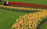 tulipán - Holandsko - Keukenhof