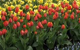 Krásy Holandska, květinové korzo a slavnost sýrů 2023 - Holandsko - Keukenhof, ráj zahrádkářů i milovníků květin.