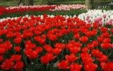 Nizozemsko - krajina větrných mlýnů, tulipánových polí a sýrů - Holandsko - Keukenhof