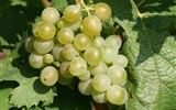 moselská vína - Německo - Mosela - druhou nejvýznamnější odrůdou je Müller-Thurgau