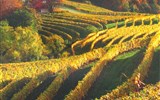 Slovinské víno a kuchyně - Slovinsko - podzim na vinicích