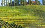 Slovinsko - přírodní krásy, památky i koupání v lázních (Portorož - Termaris) 2024 - Slovinsko - vinice