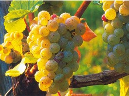 Slovinsko - přírodní krásy, památky i koupání v lázních (Portorož - Termaris) 2024  Slovinsko - na vinicích dozrává víno