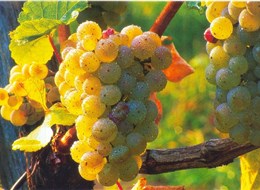 Slovinsko - na vinicích dozrává víno