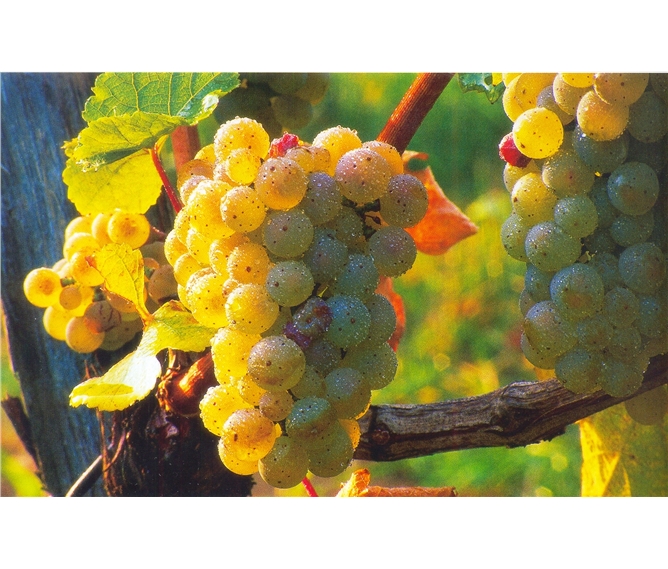 Babí léto, tajemné jeskyně Slovinska a Itálie, víno a mořské lázně Laguna 2021 - Slovinsko - na vinicích dozrává víno