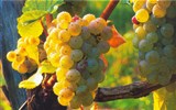 Slovinské víno a kuchyně - Slovinsko - na vinicích dozrává víno