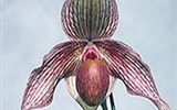 Drážďany, Míšeň, zahrady a kamélie v Pillnitz a výstava orchidejí 2023 - Německo - Drážďany - mezinárodní výstava Orchideen Welt, přes 20.000 rostlin